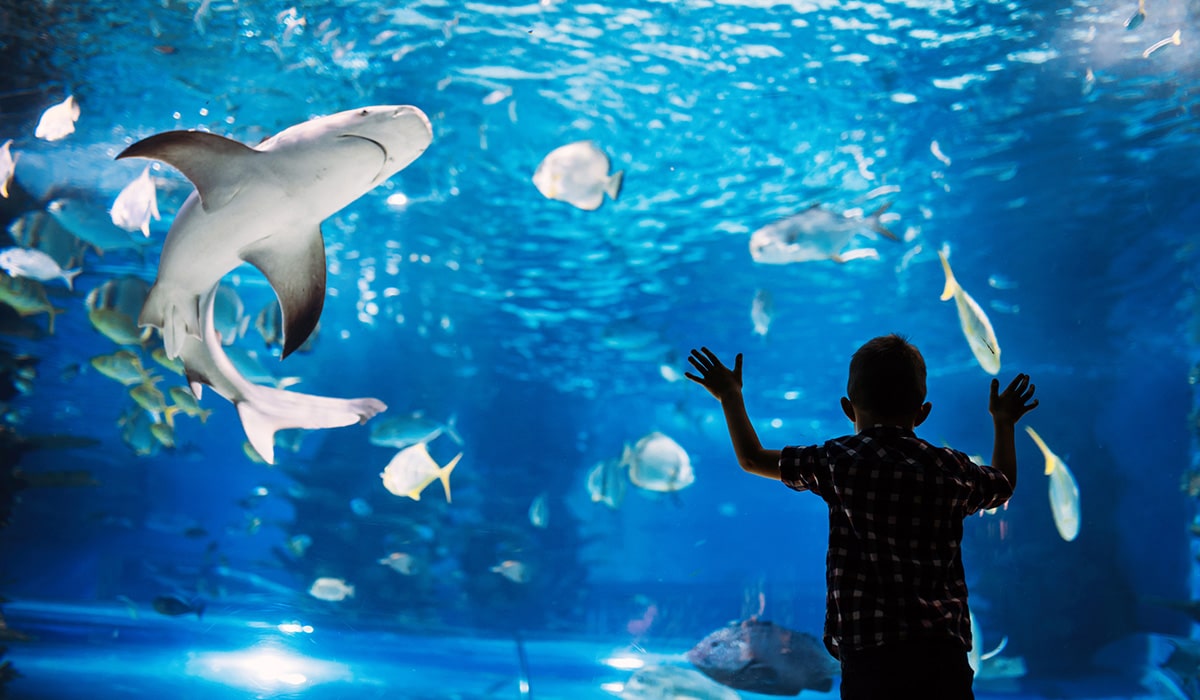 boy looking at sharks through aquarium glass