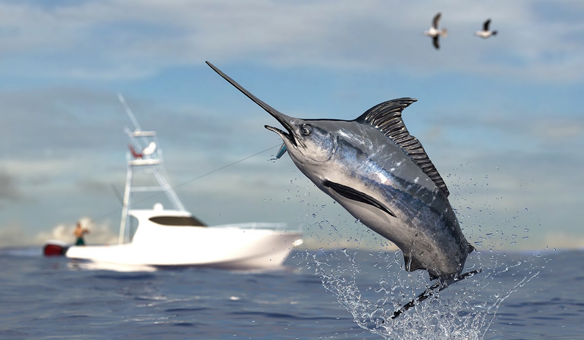 sailfish jumping from water with boat in background