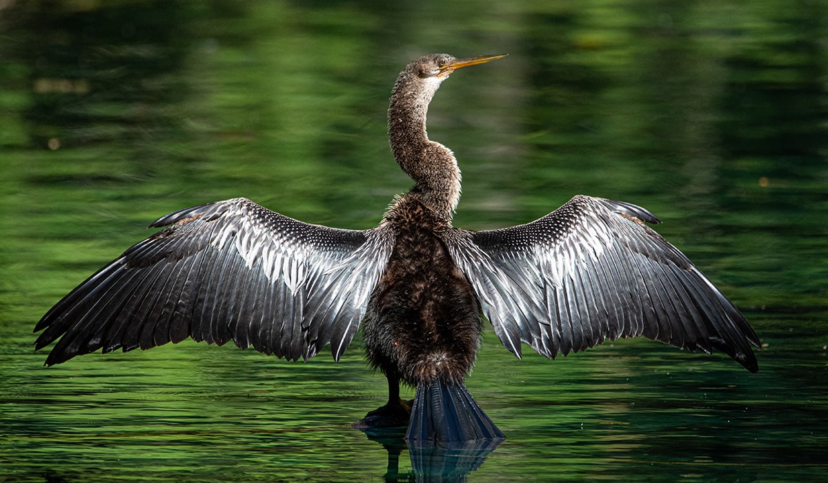 bird spreading wings in florida state park