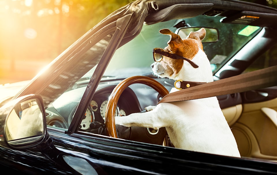 dog driving a car - future dog park plans at wylder