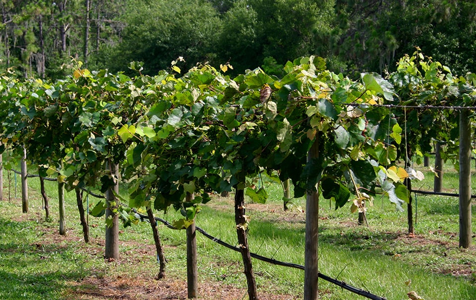 Nelson Family Farms vineyard