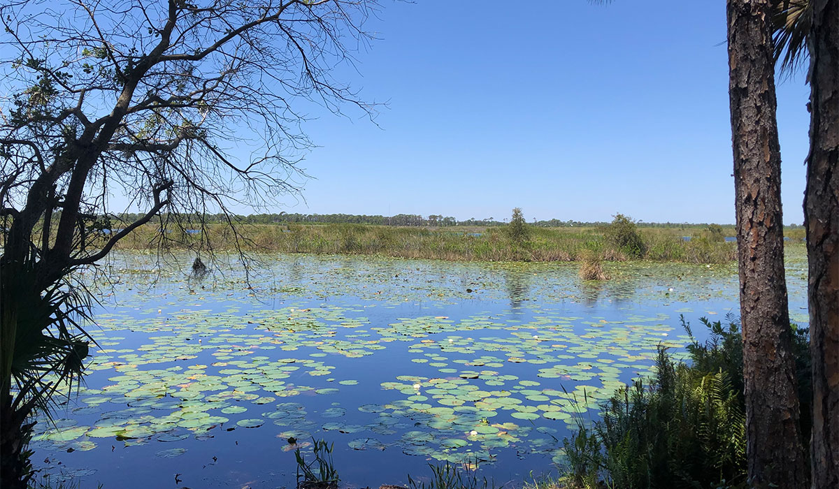 Savannas Preserve State Park Water