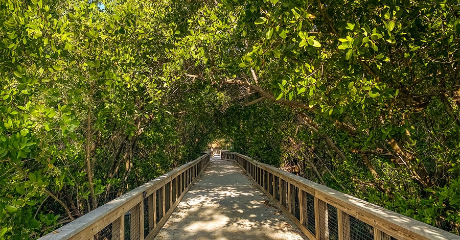 a boardwalk with mangroves on Florida's Treasure Coast
