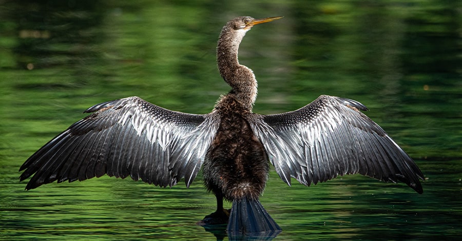 St Lucie County Wildlife Bird