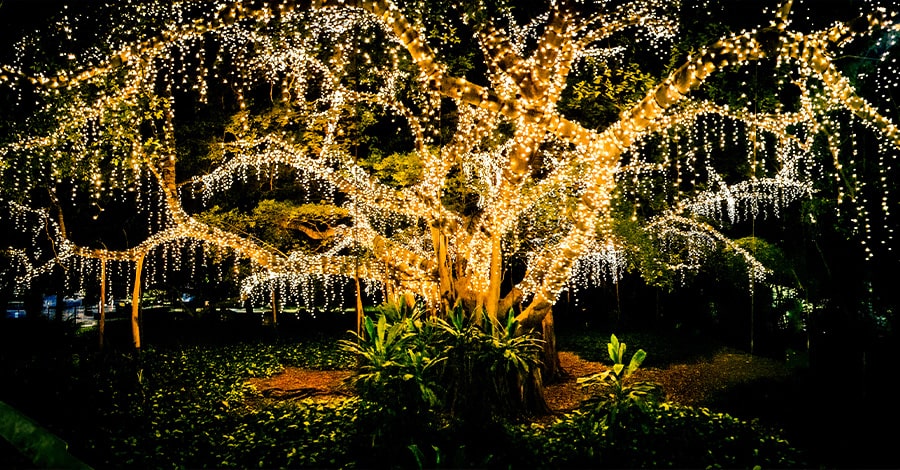 Friends of the Gardens Holiday Experience - Tree with lights