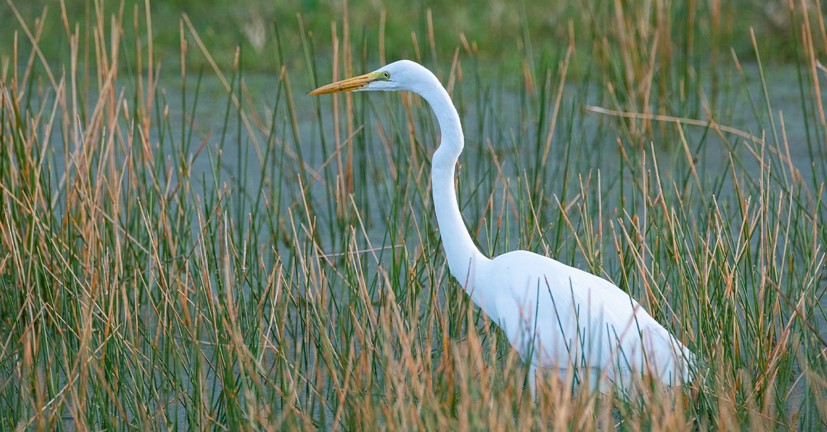 wildlife florida birds