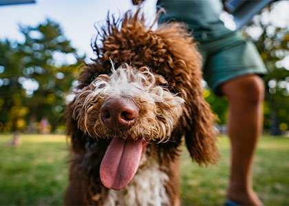 Follow the Pawprints to Port St. Lucie’s Top Pet-Friendly Spots
