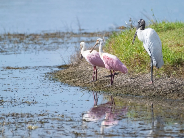 Port St. Lucie wildlife