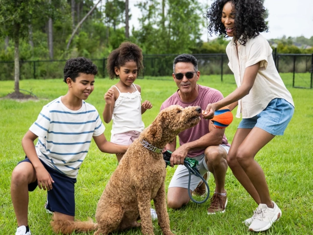 A family of four kneeling around a goldendoodle on grass, playing with a ball at a dog park.