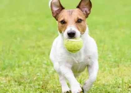 A energetic Jack Russell Terrier fetches a tennis ball across a lush green lawn, perfect for active family homes with spacious yards.