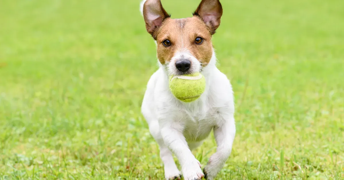 A energetic Jack Russell Terrier fetches a tennis ball across a lush green lawn, perfect for active family homes with spacious yards.